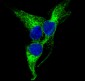 Anti-PGP9.5 UCHL1 Rabbit Monoclonal Antibody